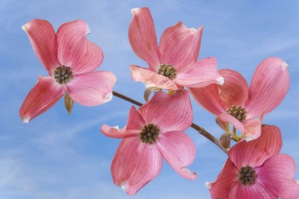Close-up of pink dogwood flowers
